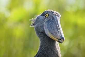 Shoebill (Balaeniceps rex), juvenile, animal portrait, swamps of Mabamba, Lake Victoria, Uganda