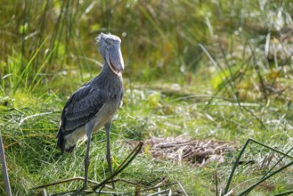 Shoebill (Balaeniceps rex), juvenile with open beak, swamps of Mabamba, Lake Victoria, Uganda