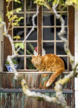 An inquisitive orange tabby cat sits on a beautifully weathered window sill framed by an old wooden