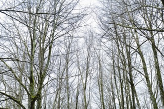 Tall, leafless trees reach skyward in a magic forest. The bare branches contrast with the overcast