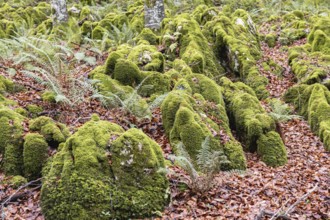 A magic forest scene featuring moss covered rocks and ferns amidst a rich carpet of fallen autumn