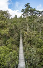 A serene suspended bridge cuts through the dense foliage of the Oxapampa region in the Peruvian