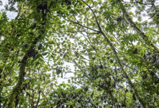 Low angle vibrant green foliage of the rainforest in Oxapampa, showcasing the dense canopy and