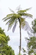 A majestic tree fern rises against a cloudy sky in San Ramon, Peruvian Amazon, showcasing its lush,
