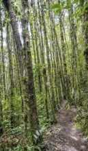 A narrow trail meanders through a dense forest of tall, moss-covered trees in Oxapampa, Peruvian