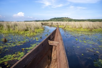 Bow of a wooden boat, driving through swamp, Mabamba, Lake Victoria, Uganda