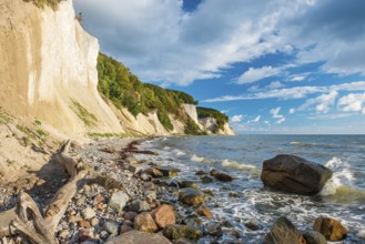 Chalk cliffs and rocky beach with boulders and tree trunks on the Baltic Sea under blue sky with