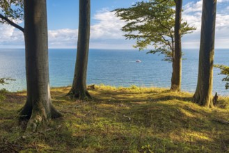 Beeches on the high bank above the chalk cliffs in Jasmund National Park, view from the Hochuferweg