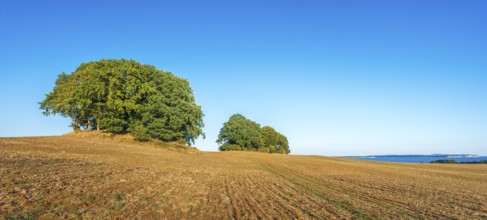 Mound graves covered with oak trees in a ploughed field with a view of the Baltic Sea, Rügen