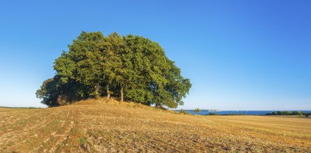Mound grave covered with oak trees in a ploughed field with a view of the Baltic Sea, Rügen Island,