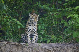 A sitting jaguar is surrounded by the dense foliage of a forest, Jaguar (Panthera onca), Pantanal,