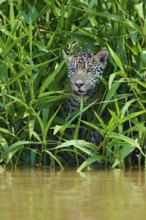 A jaguar is hidden between dense green plants near the water, Jaguar (Panthera onca), Pantanal,