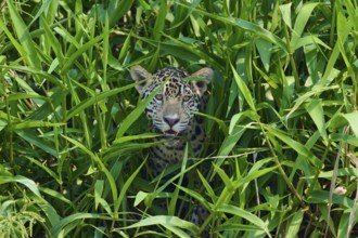 A jaguar peers curiously out of a dense curtain of plants, alert and hidden, Jaguar (Panthera