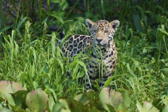 A jaguar, hidden in the dense jungle, only partially visible between dense plants, Jaguar (Panthera