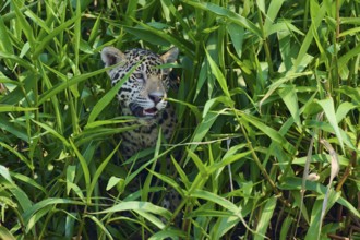 A jaguar partially emerges from a thicket of reeds, with a curious, watchful expression, Jaguar