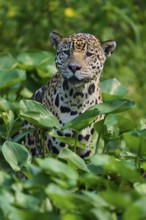 A jaguar is hidden between green plants in the jungle and looks intently ahead, Jaguar (Panthera