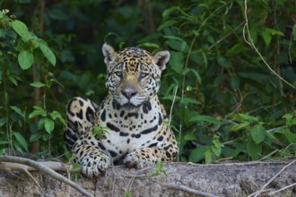 A jaguar lies on the riverbank in the jungle, surrounded by green leaves, and looks calmly, Jaguar