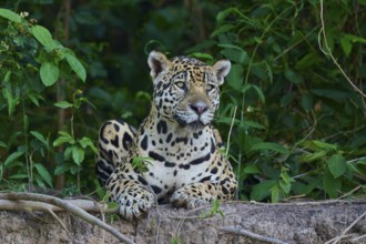 A jaguar lies relaxed on a mound of earth in the jungle, surrounded by lush greenery, Jaguar