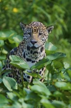 A jaguar sits between dense green leaves in the jungle and looks calmly into the camera, Jaguar