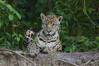 A sitting jaguar with a relaxed facial expression in the jungle, surrounded by plants, Jaguar