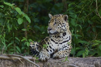 A jaguar sits vigilantly in the jungle behind a mound of earth, surrounded by greenery, Jaguar