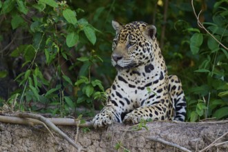 A sitting jaguar with an attentive gaze in the dense jungle, half hidden behind plants, Jaguar