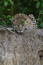 A jaguar lies alert and camouflaged on the riverbank in the jungle, surrounded by plants, Jaguar