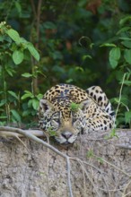A jaguar resting vigilantly on a mound surrounded by jungle greenery, Jaguar (Panthera onca),
