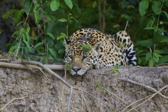 A resting jaguar amidst dense vegetation in the jungle, between soil and branches, Jaguar (Panthera