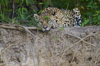A jaguar rests on a mound of earth in the jungle, surrounded by lush greenery, Jaguar (Panthera