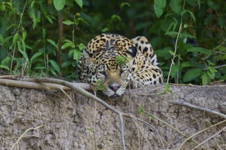 A jaguar lies relaxed on the riverbank in the dense jungle, hidden in the foliage, Jaguar (Panthera