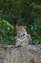 Jaguar lying vigil on a branch, surrounded by leaves, Jaguar (Panthera onca), Pantanal, UNESCO