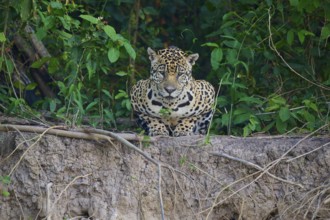 A jaguar lies on the edge, surrounded by dense greenery, Jaguar (Panthera onca), Pantanal, UNESCO