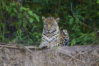 A resting jaguar, hidden in the dense forest, Jaguar (Panthera onca), Pantanal, UNESCO Biosphere