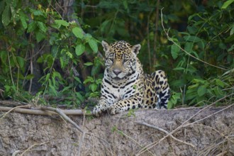 Jaguar looking alert, lying between plants, Jaguar (Panthera onca), Pantanal, UNESCO Biosphere