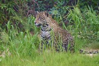 Jaguar sits quietly in the greenery, well camouflaged by the vegetation, Jaguar (Panthera onca),
