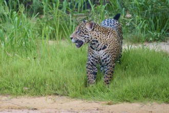 Jaguar standing in the dense grass and looking out, Jaguar (Panthera onca), Pantanal, UNESCO