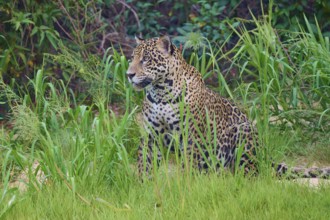 A jaguar sits quietly in the green jungle, Jaguar (Panthera onca), Pantanal, UNESCO Biosphere