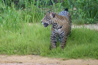 A jaguar stands in the grass, alert and vigilant, jaguar (Panthera onca), Pantanal, UNESCO