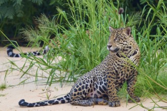 A jaguar sits in the greenery, surrounded by sand and plants, Jaguar (Panthera onca), Pantanal,