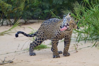A jaguar with its tongue outstretched, surrounded by tropical vegetation, Jaguar (Panthera onca),
