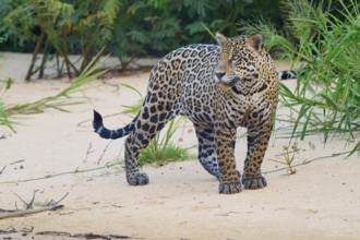 A jaguar attentively observes its surroundings in its natural habitat, jaguar (Panthera onca),