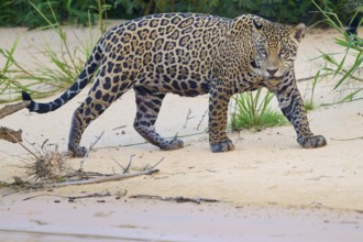 A jaguar walks attentively over a sandy area surrounded by green vegetation, Jaguar (Panthera