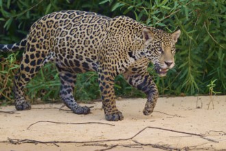 A jaguar walks attentively along the riverbank, surrounded by dense vegetation, Jaguar (Panthera