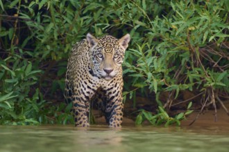 A jaguar stands in the water, surrounded by dense green foliage in the jungle, Jaguar (Panthera