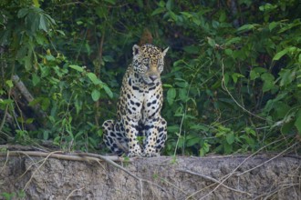 A jaguar sits vigilantly on the riverbank surrounded by dense jungle, Jaguar (Panthera onca),