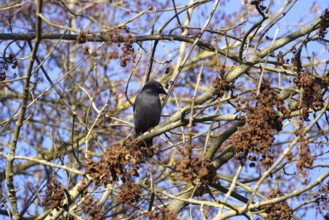 Jackdaw (Corvus monedula) on a branch, winter, blue sky, Germany