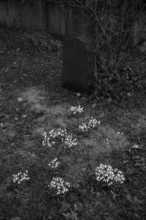 Snowdrop (Galanthus nivalis) gravestones, graves, Historic Old Cemetery, black and white, Fellbach,