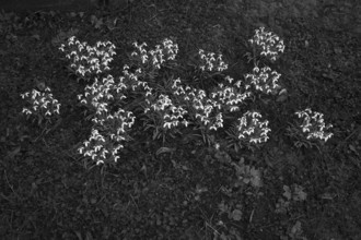 Snowdrop (Galanthus nivalis) Historic Old Cemetery, black and white, Fellbach, Baden-Württemberg,