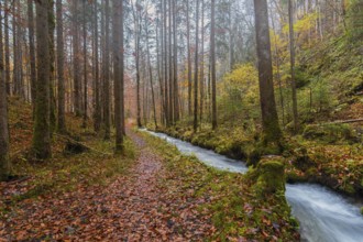 Serene autumn scene in the Bavarian Alps, in Hintersee, featuring a forest trail lined with fallen